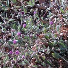 Image result for Nicolasia stenoptera