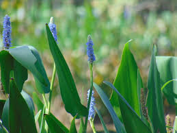 Image result for Pontederiaceae