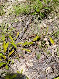 Image result for Oncocalyx bolusii