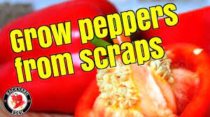 How To Plant Fresh Bell Pepper Seeds Youtube In 2020 Fresh Bell Peppers Stuffed Peppers Pepper Seeds