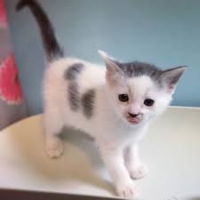 Looking for a kitten or cat in connecticut? Pets For Adoption At Kitten Associates In Newtown Ct Petfinder