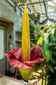 Pin On Gardening