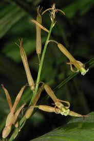 Image result for Dipcadi marlothii