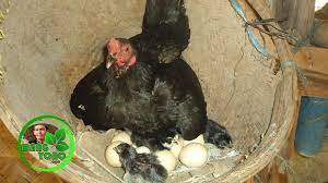 Selain itu, anda juga harus memastikan bahwa telur yang dierami merupakan. Cara Sederhana Untuk Melihat Telur Ayam Akan Menetas Atau Tidak