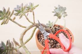Pin On Succulents
