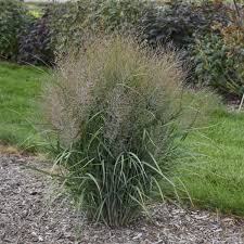 Image result for Panicum funaense