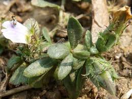 Image result for Blepharis integrifolia