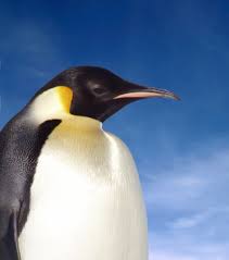 Image result for penguin