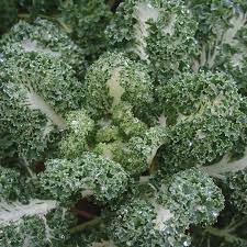 Casper Kale Kale Jung Seed Company In 2021 Garden Supplies Vegetable Seed Seeds