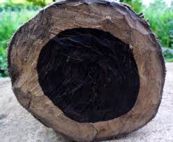 Harga kayu eboni/ebony sulawesi tengah. Kayu Eboni Si Kayu Hitam Langka Asal Sulawesi Matoa Indonesiahttps Www Matoa Indonesia Com