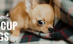 Find dogs and puppies available for adoption and at our site. What Are Teacup Dogs The Truth About Teacup Pups