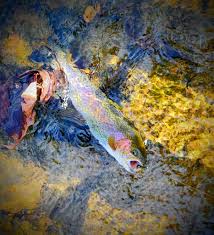 Image result for Gilgiochloa indurata