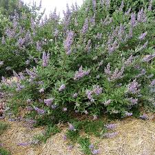Image result for Vitex franceseana