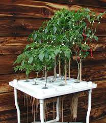Hydroponics Hydroponics Diy Hydroponic Gardening Hydroponic Growing