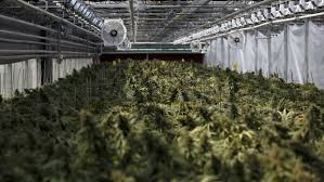 4 Cannabis Lps Invest In National Access Cannabis | Inn