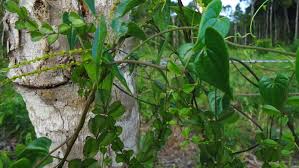 Image result for Dioscoreaceae