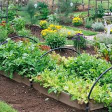 Grow A Vegetable Garden In Raised Beds Fall Garden Vegetables Raised Vegetable Gardens Vegetable Garden Design