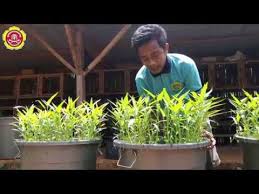 Karang Taruna Budikdamber Sebagai Alternatif Ketahanan Pangan Dan Ekonomi Youtube Hidroponik Kebun Sayur Sayuran