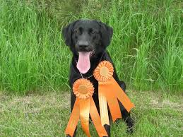 Lab puppie breeders?