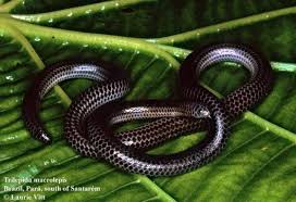 Image result for Triainolepis