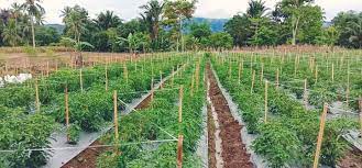 Produksi Cabai Rawit Terus Meningkat, Bolsel Potensi Menjadi Lumbung di  Sulut - Bolmora.com