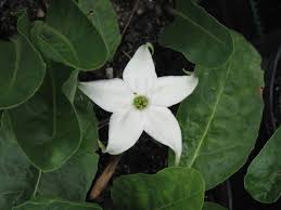 We did not find results for: 18 Flowers That Start With J List Of Flower Names J