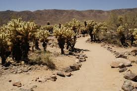 One of the places i was looking forward to the most while visiting joshua tree national park was the cholla cactus garden. Joshua Tree National Park Picture Of Joshua Tree National Park California Tripadvisor