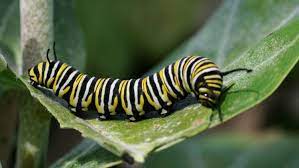 Fascinating Facts About Caterpillars