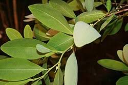 Image result for Erythroxylum platycladum