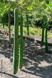 Image result for Lagenaria siceraria