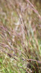 Image result for Schizachyrium sanguineum