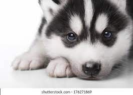 Husky Baby Images Stock Photos Vectors Shutterstock