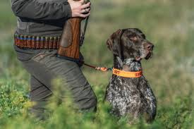 Image result for německý ohař krátkosrstý