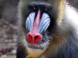 Salah satu hewan asli yang berasal dari kalimantan adalah bekantan. 8 Primata Dengan Wajah Terunik Ada Yang Hidungnya Pesek Banget