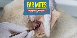 Ear Mites In Dogs Symptoms Natural Treatments And Prevention If one animal in a household is diagnosed with mites, all pets should be treated at the same time.