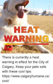 The charity has released some advice for people about how to look after. Heat Warning There Is Currently A Heat Warning In Effect For The City Of Calgary Keep Your Pets Safe With These Cool Tips Httpswwwcalgaryhumanecacool Meme On Me Me
