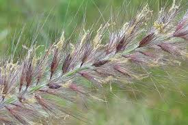 Image result for Cenchrus trisetus