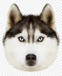 Show everyone that you plan to #lovepurple, raise gold by making this your #facebook and twitter profile image! Husky Png Transparent Image Husky Png Png Download 1185x1064 703442 Pngfind