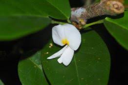 Image result for Baphia speciosa