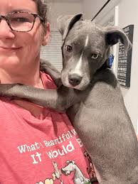 One of Pittstop's very own pup growing nice in his forever home…