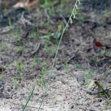 Image result for Dipcadi vaginatum