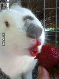 Rabbits often nibble away the tender green shoots of. Just A Bunny Eating A Strawberry 9gag