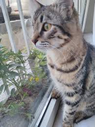 kayseri kedi barinagi sahiplendirme kedi hayvanlari blog
