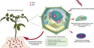 Meristematic cells give rise to various organs which are responsible for the growth of the plant. Frontiers Silicon And Salinity Crosstalk In Crop Mediated Stress Tolerance Mechanisms Plant Science