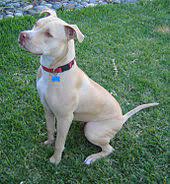 Bullseye hit the scene in 1999. American Pit Bull Terrier Wikipedia
