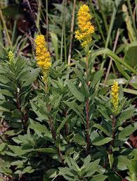 Image result for Solidago