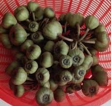 1.5 kg daging kambing/lembu 10 sudu besar rempah gulai kawah kelantan 1/2. Dr Nik Yahya Ø¯Ø± ØªÙˆÛŒÛŒØªØ± Buah Ara Gulai Kambing Adoi Buah Ni Popular Di Kelantan Utk Digulai Bersams Kambing Terdapat Di Tebing Sungai Pokok Liar Dan Terbiar Tetapi Buahnya Sedap Lemak Sedap Dibuat