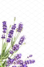 Lavender Flowers White Background In 2020 Lavender Flowers Flower Wallpaper White Background