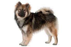 Chonzer (schnauzer and bichon mix) puppies for sale. Eurasier Dog Breed Information American Kennel Club