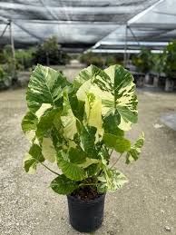 Image result for Eleocharis variegata